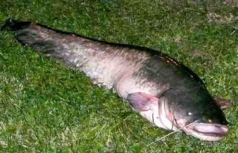 harcsa_01.jpg harcsa_01.jpg